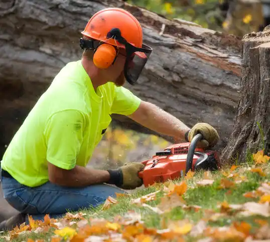 tree services Presque Isle Harbor